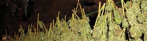 drogen wietplant